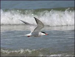 Comment est surnomm l'oiseau marin appel la sterne ?