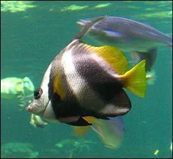 Dans quelle commune du Nord Pas de Calais peut-on visiter le Centre national de la mer appel Nausicaa ?