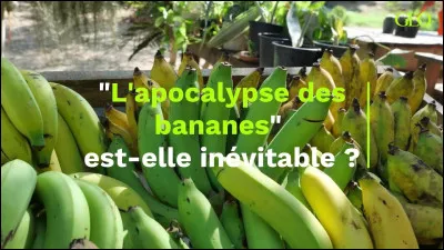 Qu'est-ce que tu préfères manger ?