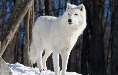 Quelle est la taille d'un loup blanc ? (Au garrot).