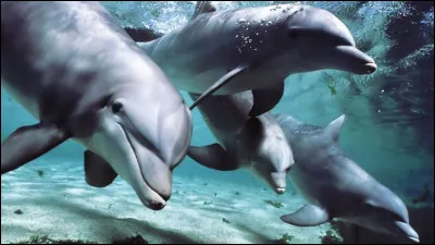 Quel est cet animal vraiment fascinant ?