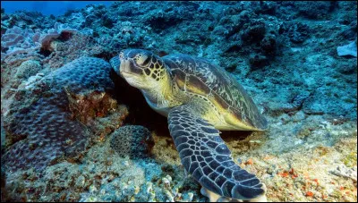 Quelle est cette sorte de tortue ?