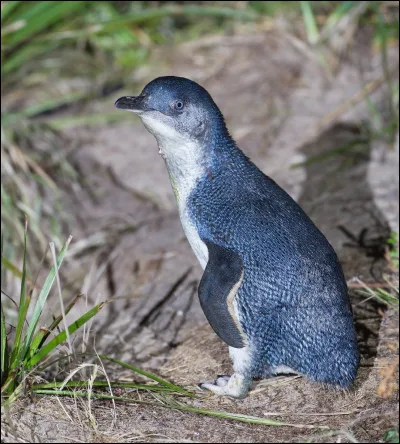 Quelle est cette sorte de manchot ?