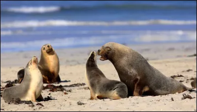 Quel est cet animal ?