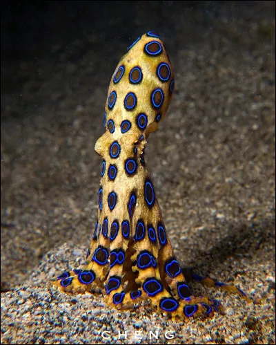 Quel est ce poulpe à l'aspect étrange ?