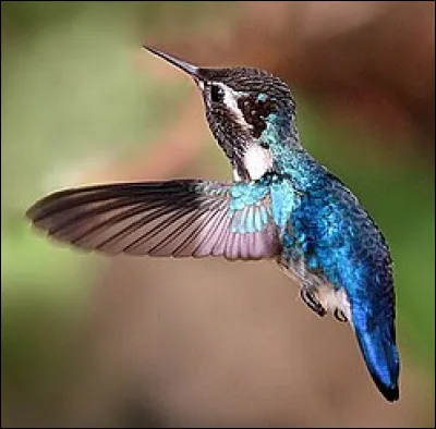 Quel oiseau concourt en poids plume, si je peux dire, avec moins de 2 grammes ?