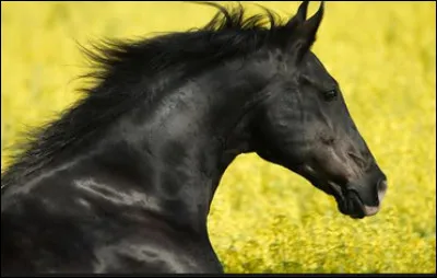 Le cheval peut bouger ses muscles pour indiquer son humeur.