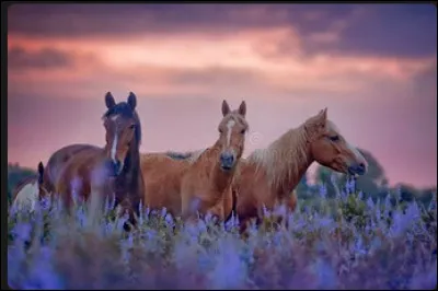 Les trois réflexes du cheval en tant que proie sont...