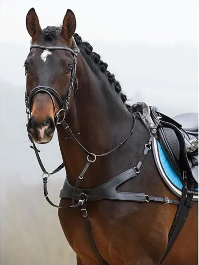 Dernière question : comment faire reculer son cheval ?