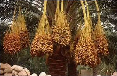 800, 1515, 1805, 29/12, 1/12, 25/12.