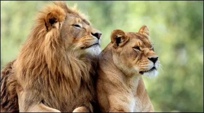 Quelle est sa longévité ? (ans)