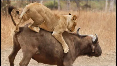 Lequel des deux animaux chasse ?