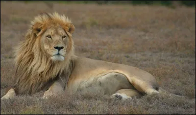 Quelle est la taille du mâle ?