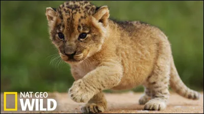 Quel est le nom du bébé lion ?
 (il est trop mignon)