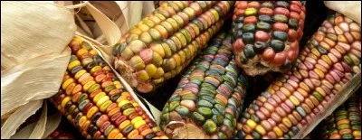 Comment le maïs est-il couramment appelé ?