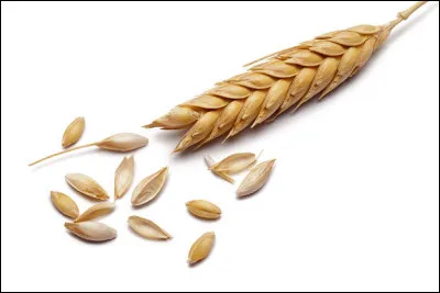 A quel chanteur, né Gaston Ghrenassia, doit-on le titre "Le Grain de blé" en 1966 ?