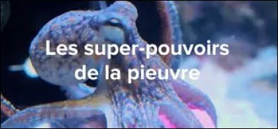 La pieuvre a neuf coeurs et trois cerveaux !