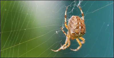 Un cable de la grosseur et du diamètre d'un stylo, fabriqué avec un certain type de soie d'araignée pourrait arrêter un avion de ligne en plein vol !