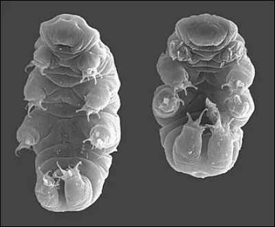 Le tardigrade, appelé aussi ourson d'eau, peut survivre dans une température de + 90 degrés maximum et - 100 degrés !