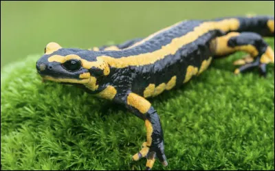 Quel animal préfères-tu entre ceux-ci ?