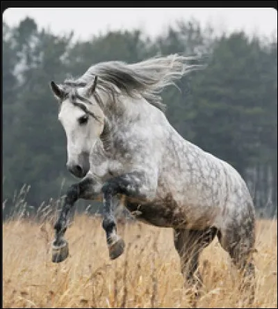 As-tu déjà monté à cheval ?