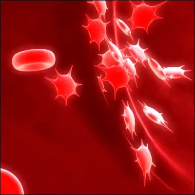 Quel est le nom scientifique des plaquettes sanguines ?