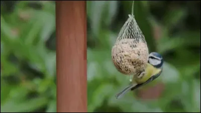 Mon premier est la dixième lettre de lalphabet. 
Mon deuxième est un endroit où pondent les oiseaux.