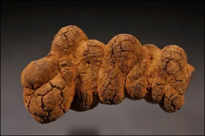 Quel est le nom donn&eacute; au fossile de mati&egrave;re f&eacute;cale de dinosaure ?