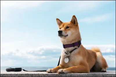 Quel était le nom du tout premier film de chien de l'histoire ?