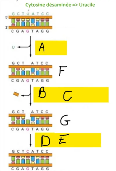 Complétez le schéma et donnez lui un titre.