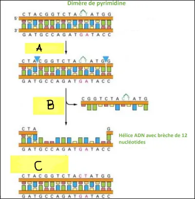 Complétez le schéma suivant et donnez lui un titre.