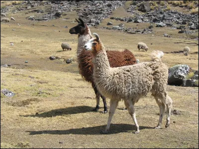 Le lama, le faucon et le panda semblent être très différents. Pourtant, je suis commun à ces trois animaux. Quelle lettre suis-je ?