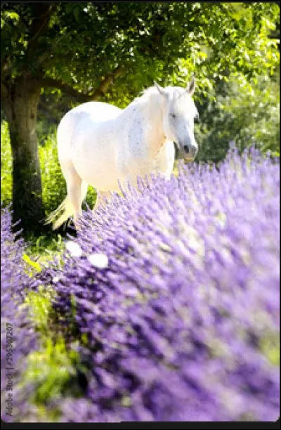 Enfin tu es plutôt pour le...