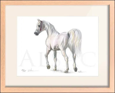 "A horse with no name" est une chanson appartenant au répertoire du groupe les Eagles.