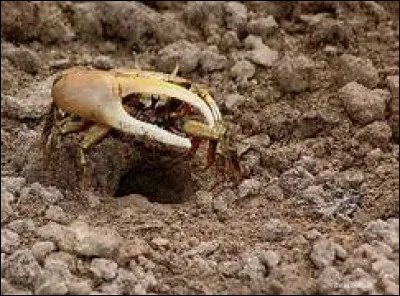 Qui était ce Sarasate ?