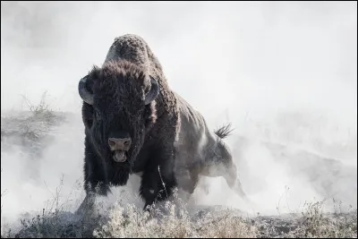 Quels films produisait principalement la société de production Bison, de sa création en 1909 à sa disparition en 1917 ?