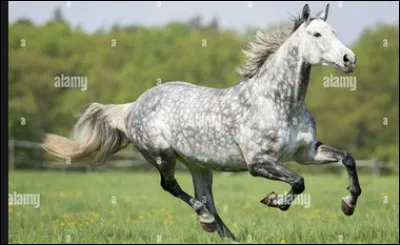 Lequel de ces hobby horses est le cheval en concours (et pas en cours) ?