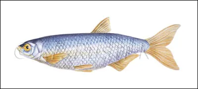 À quel animal compare-t-on une personne faible qui se laisse facilement duper ?