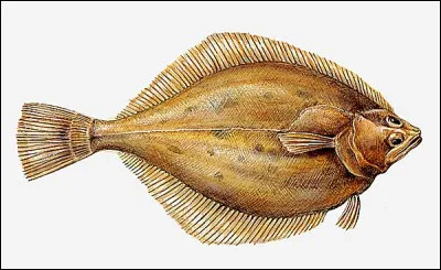 À quel animal compare-t-on une femme qui est plate au niveau de sa poitrine ?