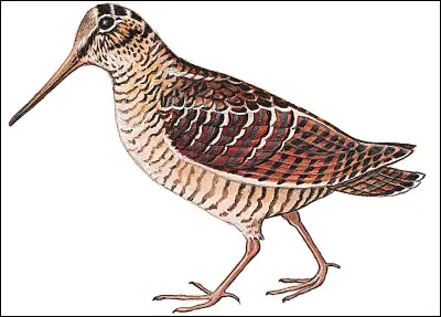 À quel animal compare-t-on une femme ou une jeune fille sotte ?