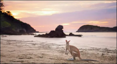 L'heure est venue de penser aux cadeaux. Le petit Guigui rêve que le père Noël lui apporte un billet d'avion pour aller dans un pays dont il contemple les images !