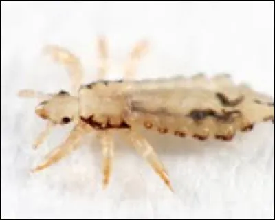 Quel terme désigne un insecte parasite de l'être humain ?