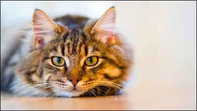 Quel est le sens le plus développé du chat ?