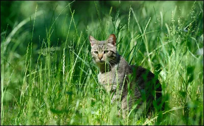 Oh ! Il va pleuvoir ! mon chat passe sa patte derrière son oreille ! 
Vrai ou faux ?