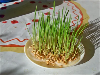 Que fait-on aujourd'hui pour célébrer la fête de la Sainte-Barbe ? 
(2 réponses)