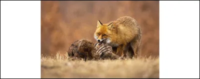 ALERTE ! Un renard est incrusté dans le camp ! Tu vois tout d'un coup Joli Écureuil, une amie à toi qui sest rapprochée de toi depuis un moment). Elle t'éloigne des crocs du renard et se fait mordre le flanc par le renard. Comment réagis-tu ?