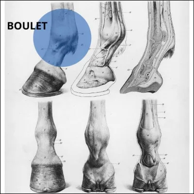 Quel animal possède une articulation appelée "boulet" ?