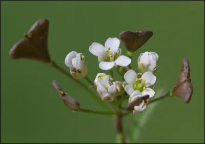 Quelle plante est principalement utilisée pour réguler le flux sanguin ?