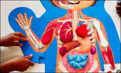 Dans le corps humain, que contiennent les bourses ?