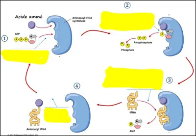 Complétez le schéma en cliquant sur les étapes 3 et 4 de l'activation de l'acide aminé.
